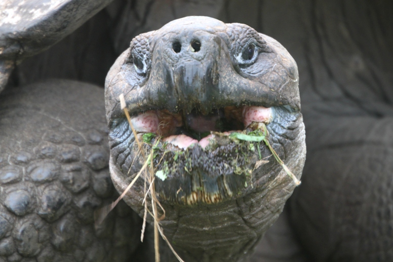 galapagos